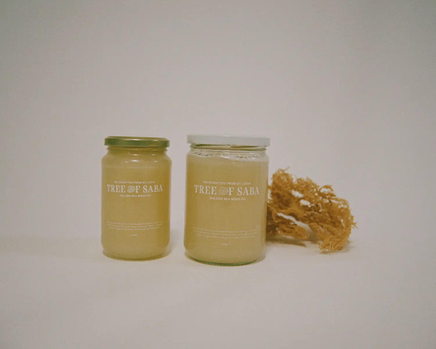 Get Familiar: Tree Of Saba - Patta